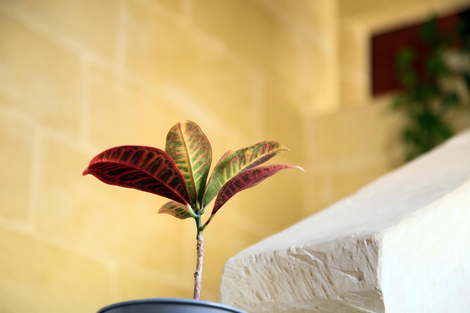 A La Maison B&B Xaghra Ngoại thất bức ảnh